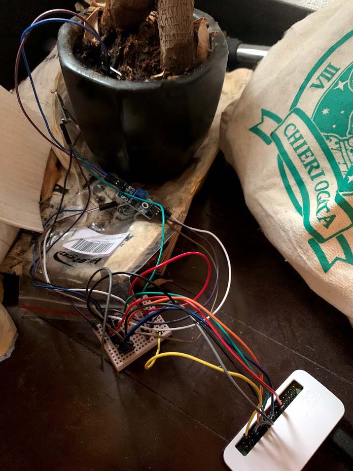 ガジュマルの植木鉢に土壌センサーとRaspberry Pi Zeroを設置した様子
