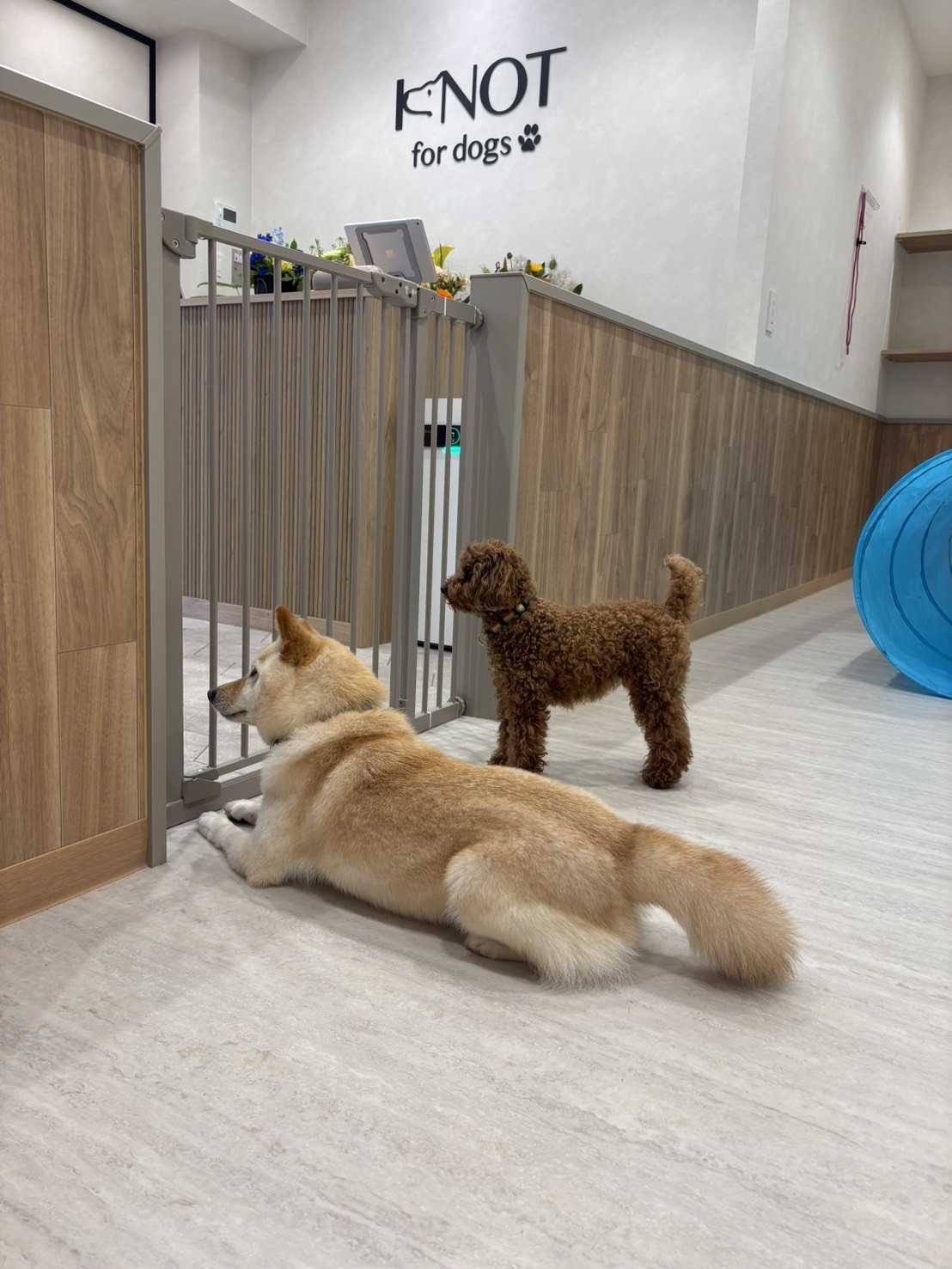 KNOT for dogsのプレオープンに訪問したむぎ
