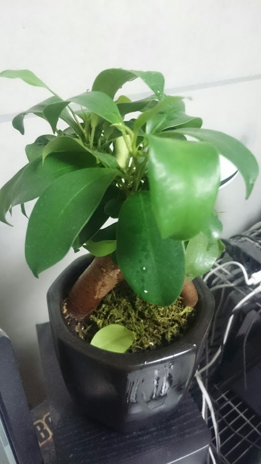 窓際に置いた観葉植物ガジュマルの写真